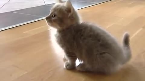 Cute munchkin baby kitten talks too much