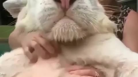 Cute tiger cup playing and chilling in pool,, Cute and funny footage