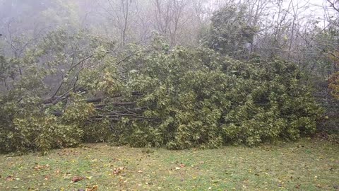 Tree Tumbles During Fierce Storm