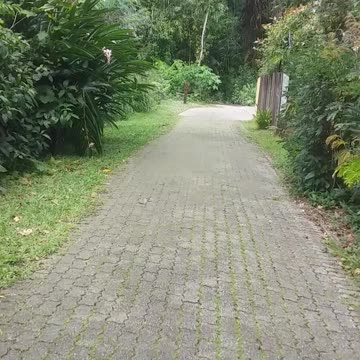 4.9.2024 Jum Rum Creek Circuit Walk