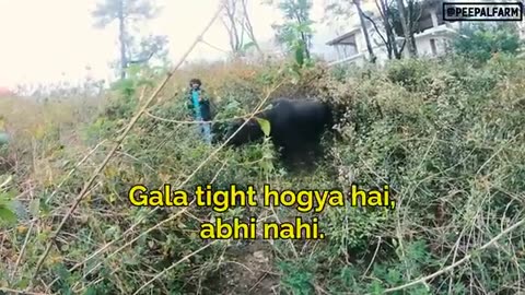 Rescued bull attempts to escape