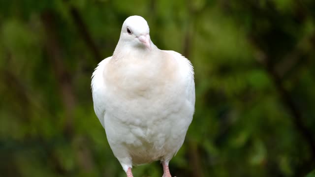 The beauty of nature in the image of the dove