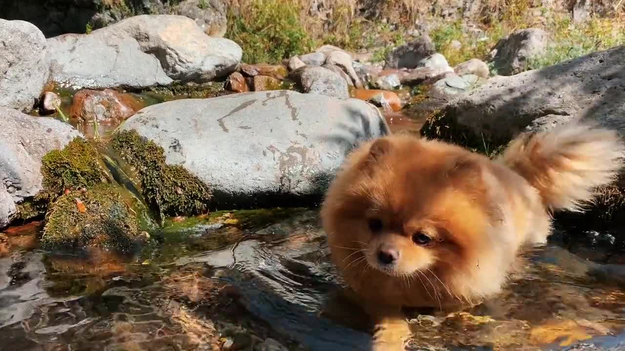 Dog not afraid of water