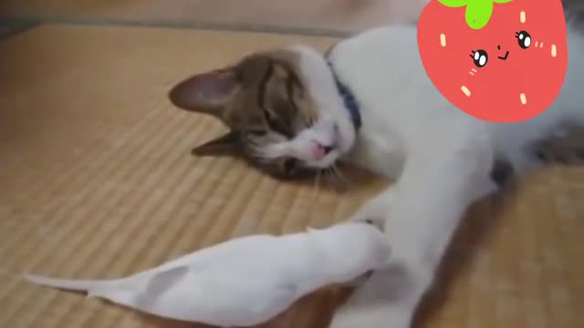 bird and cat