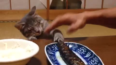 Cat Trying to Steal Fish