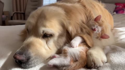 How the Golden Retriever and New Tiny Kittens Became Best Friends