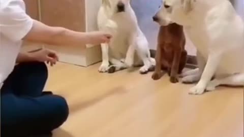 Labrador funny video