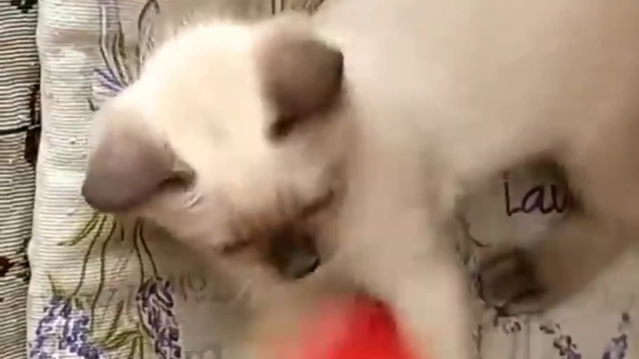 New funny animals /funny cats and dogs