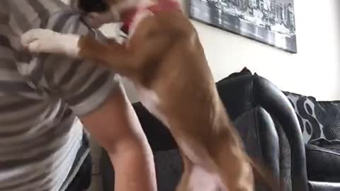 Music dog interrupts owner while he does pushups