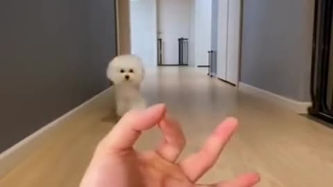 Cute dog