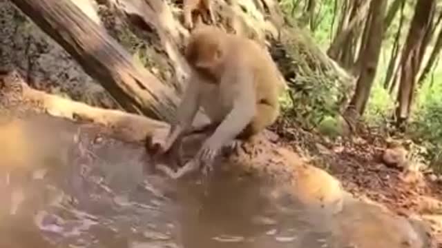 Mothers love,baby monkey scared of bath