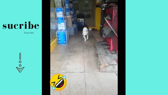 Funny dogs