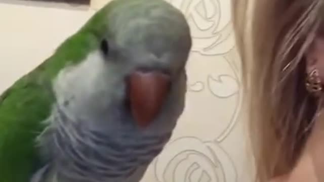 Bird 🐦 kissing her owner