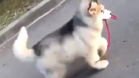 A dog trotting all the way.