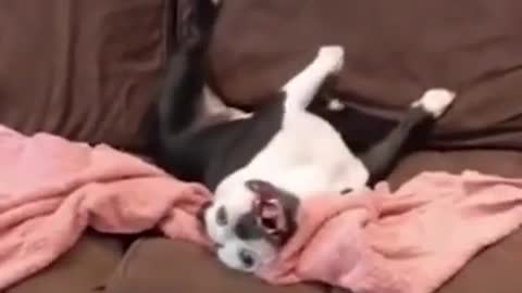 Best Funny Cats & Dogs Animal Videos 😹2021 That Will Make You Laughing All Day Long 😂 😂 😂 😂