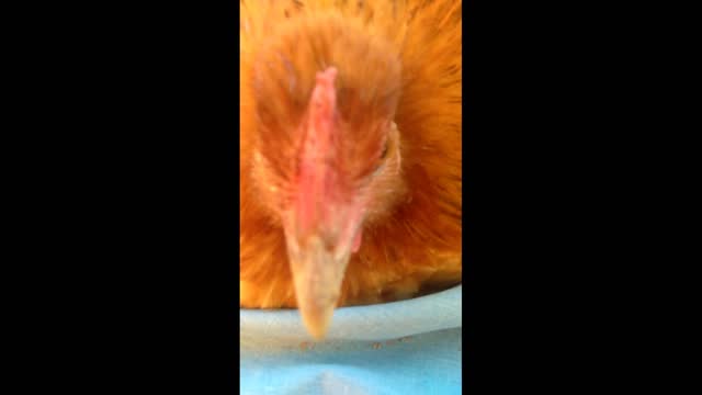 Tribal Hen Also Try To Hatch