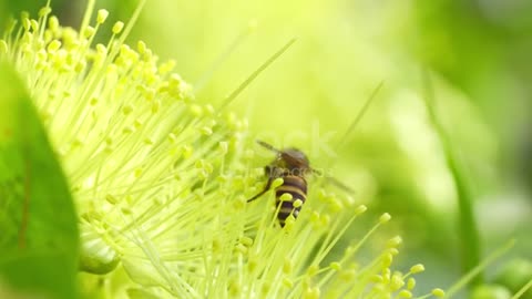 Bee in flower 🌺