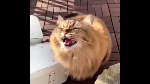 Cute Cat Compilation: Unforgettable Meows and Funny Farewells!