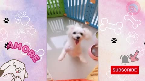 Cute & Crazy amazing puppy moments#1🐶laughs 100%💗😂Momentos adorables e Increibles de cachorros!!💗💗