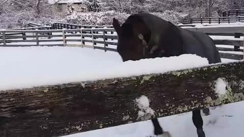 Brown horse fenced in hopping around snow