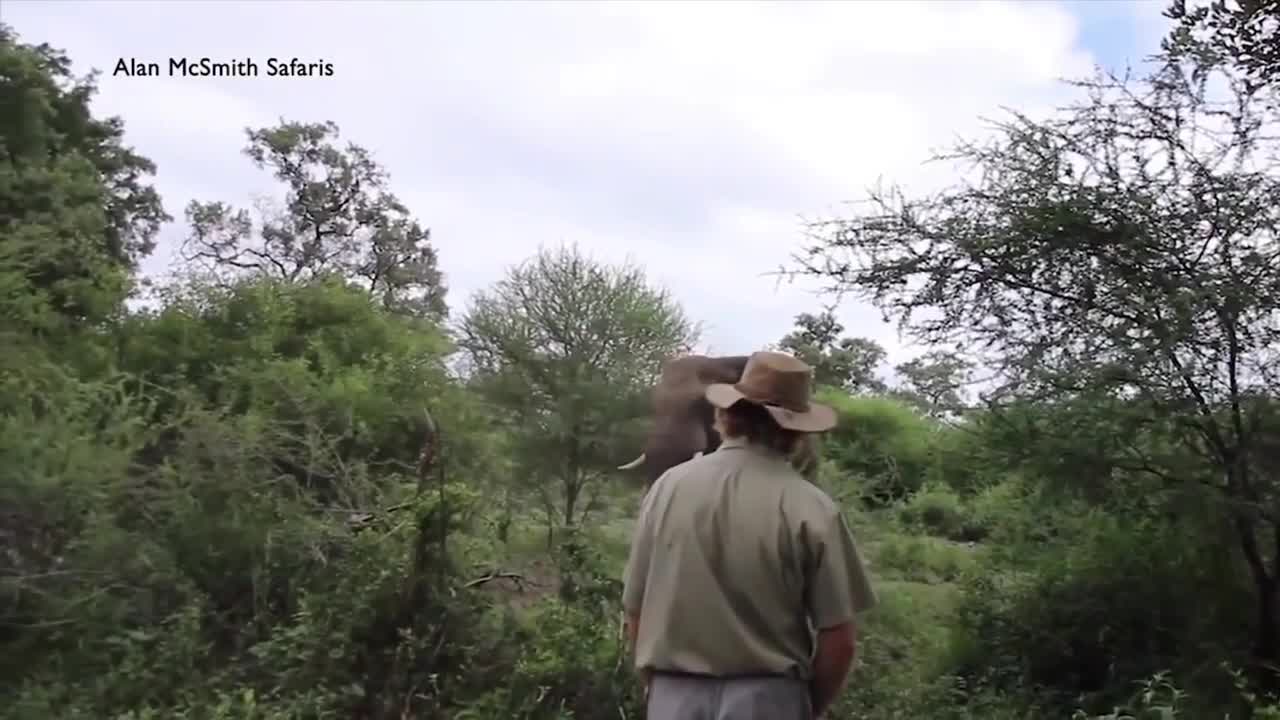 Wild Animals attacting (sunpense and action video) you must watch.