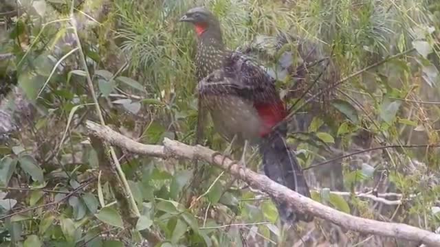 Brazilian fauna in the backlands JACU IN THE FOREST wild wild animal Brazilian Atlantic forest