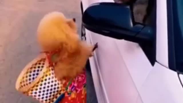 Funny dog and cat video