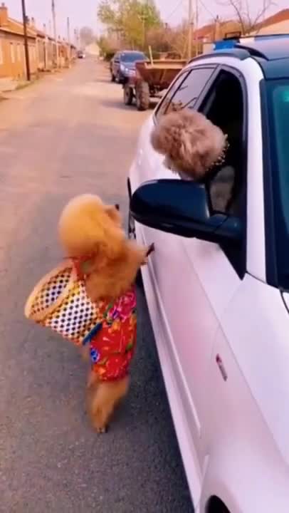 Funny dog and cat video