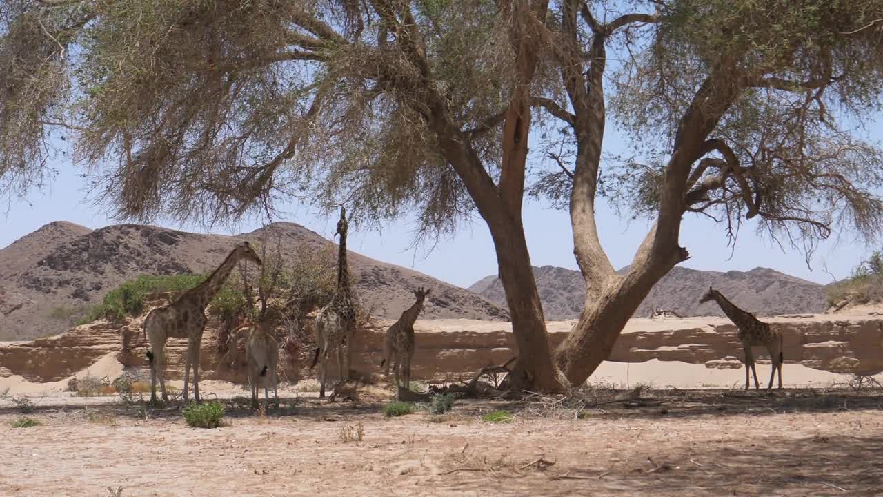 Herd of giraffe standing in the shade of a tree