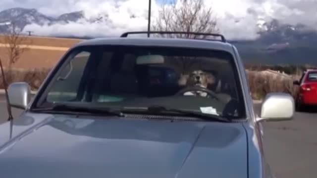 Funny animals (4)
