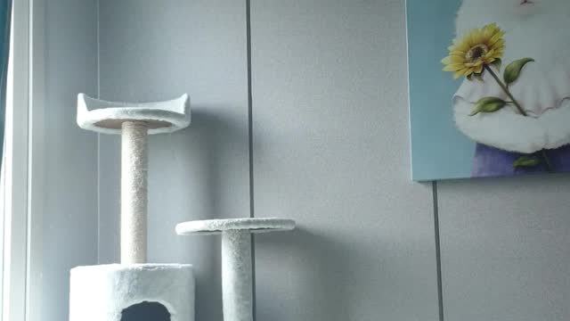 A cat jumping from the cat tower.