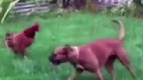 Funny Dogs See What Not to Do