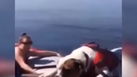 Funny dogi