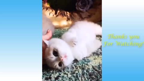 Cute Pets And Funny Animals Compilation #9 - Pets Garden