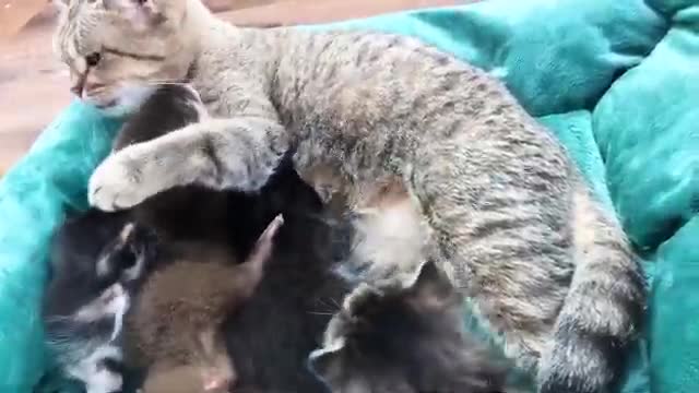 Mother cat kissing baby otter