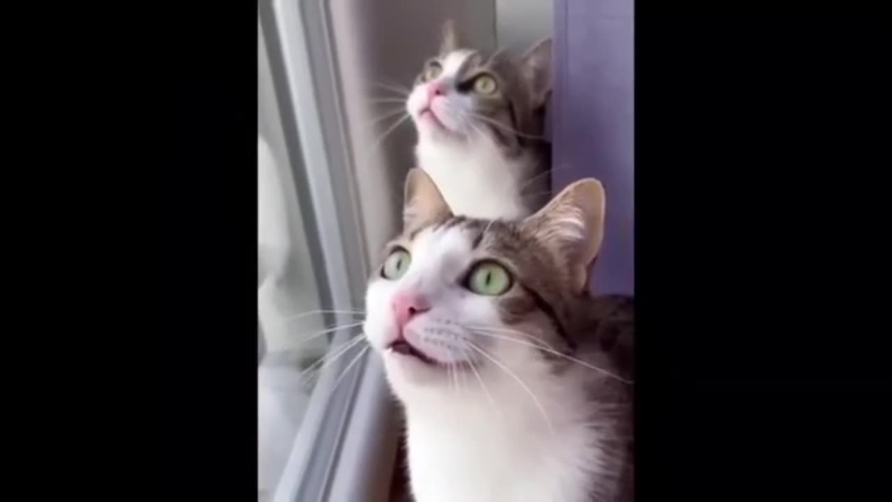 Funny cat video 003 #funny #cat