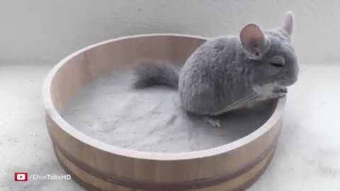 Epic Chinchilla Dust Bath in 4k Ultra High Definition!