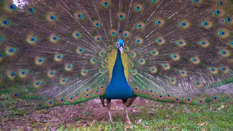 Peacock rare dance💃👯 nature at its best.