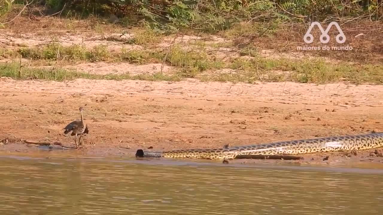 WHEN ANACONDA SWALLOWS A PERSON