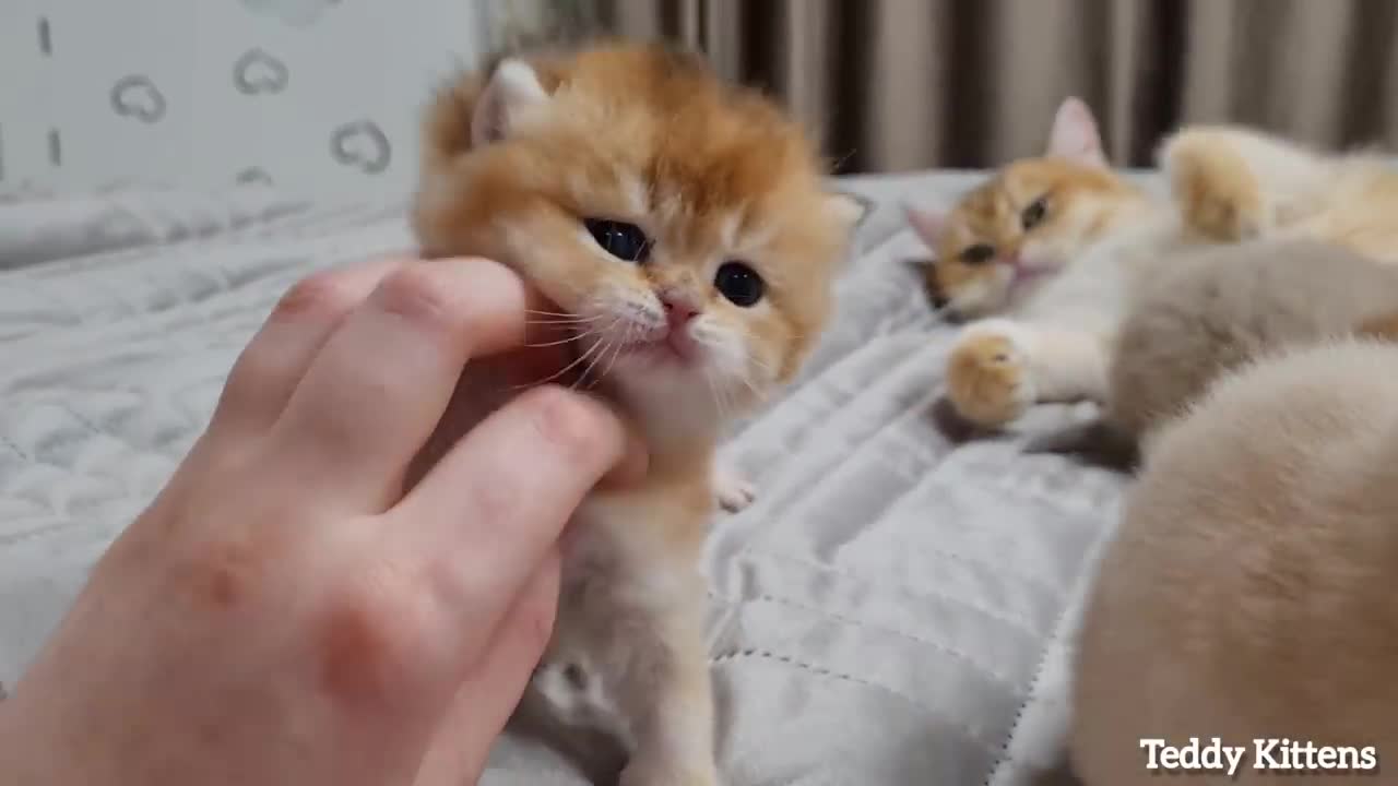 Tiny cut cat withe her mom