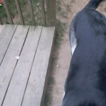 The bouncy bouncing ball