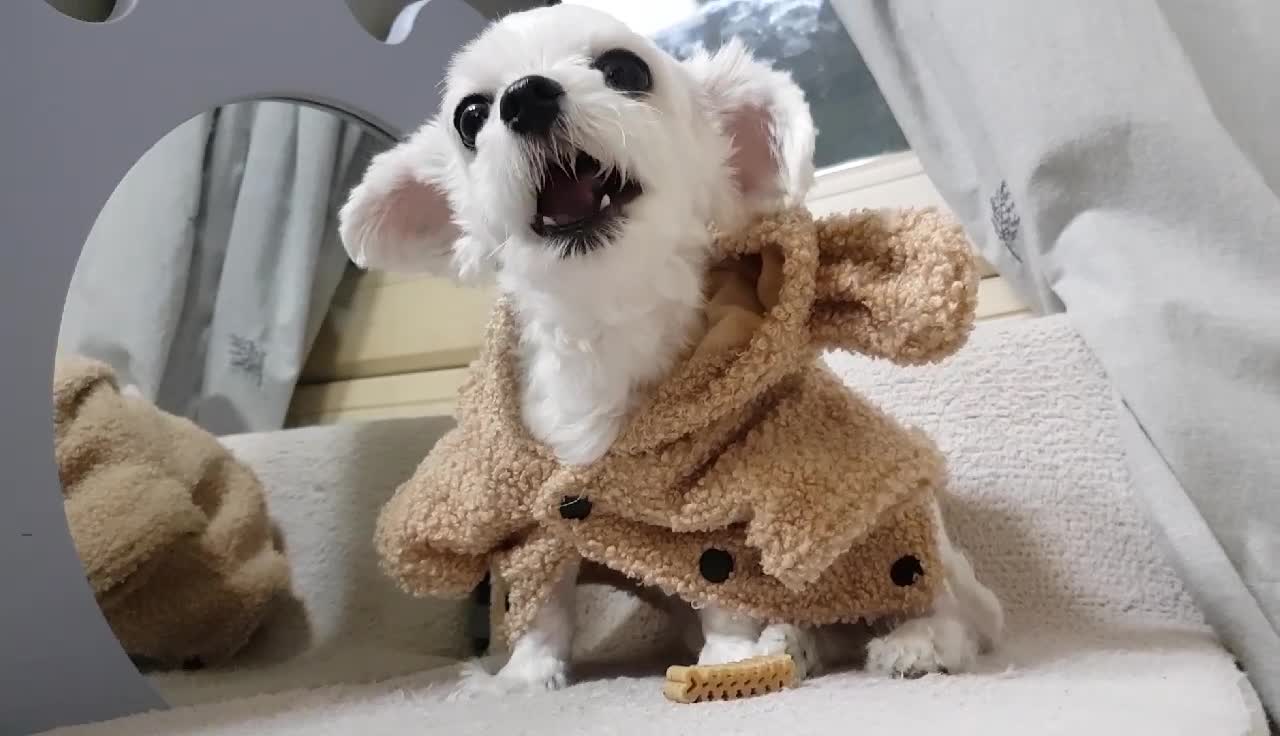 A dog that eats deliciously