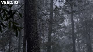 Rainy forest