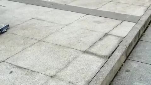 The War of the Dogs under the Bridge by the Bridge, Part 3