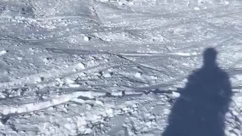 Two trees over lean faceplant