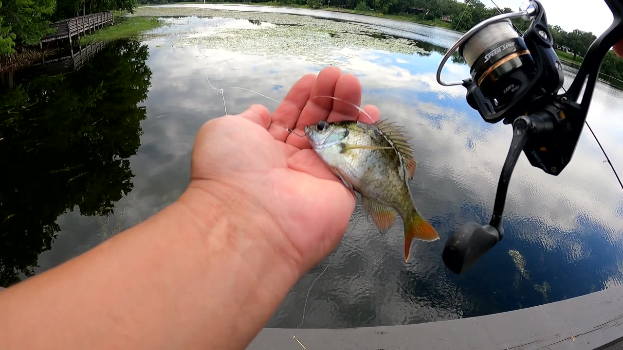Using bluegill to fish for Bass in Florida