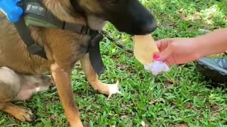 Empanapets: empanadas para perros en bga