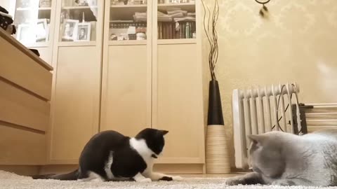 Funny Cat videos 🤣🤣🤣