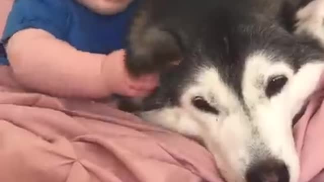 Husky & Baby Becoming Best Friends