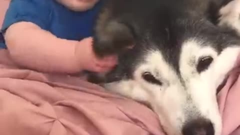 Husky & Baby Becoming Best Friends